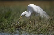 Grande aigrette - Philippe GAUDIBERT